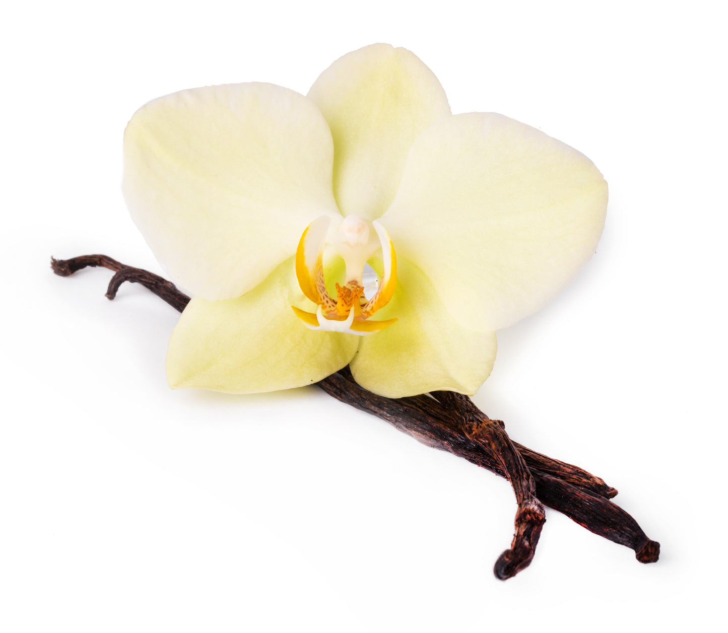 Organic Vanilla Lip Balm 15ml - Earthsenseorganics