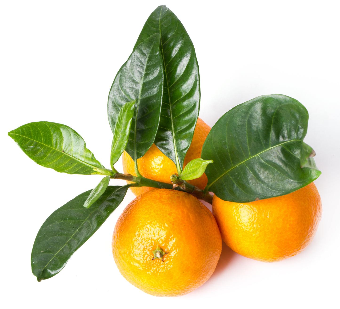 Organic Tangerine Lip Balm 15ml - Earthsenseorganics