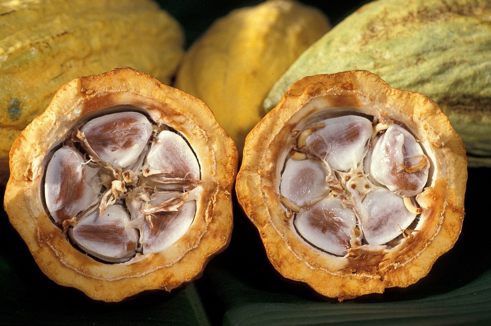 Organic Cacao Body Butter 200ml - Earthsenseorganics